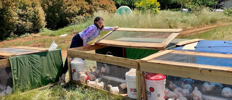 Chicken Tractor